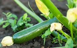 Courgettes comestibles.