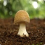 Évitez les intoxications par les champignons