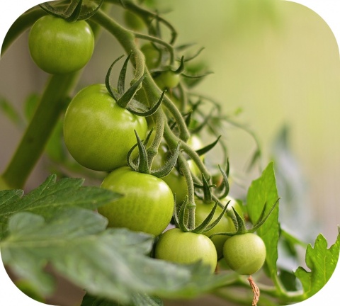 Les feuilles et les tiges du plant de tomate sont toxiques et impropres à la consommation.