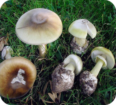 On compte plusieurs centaines d’espèces de champignons appartenant au genre Amanite.