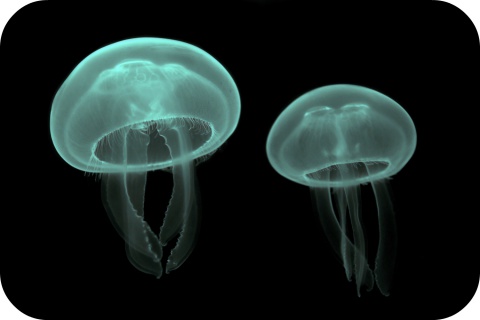 Le contact avec certaines méduses de la mer du Nord peut toutefois laisser un souvenir cuisant.
