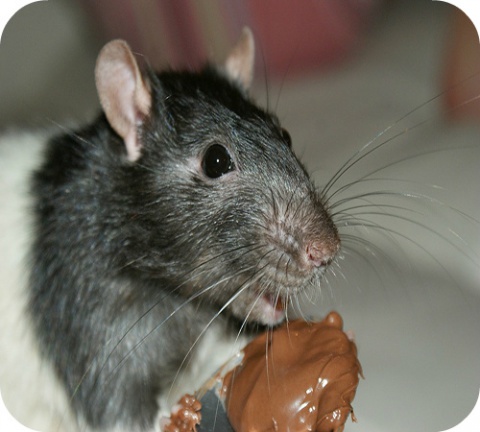 L’utilisation d’alpha-chloralose pour lutter contre les rats et les souris tend à augmenter.