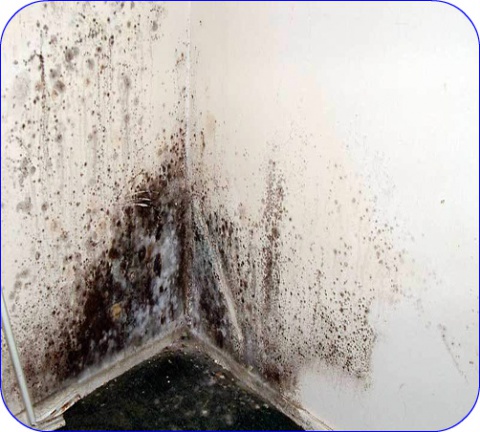  L’une des manifestations les plus connues du développement de moisissures est l’apparition de taches sur les murs.