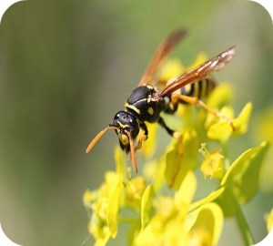 Les piqûres de guêpe ou d’abeille peuvent provoquer trois types de réaction.