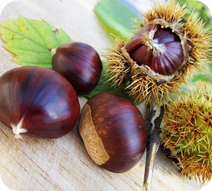 L'automne est la saison des châtaignes, des marrons, des noix et des glands. 