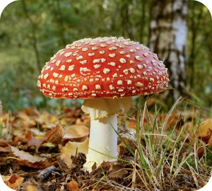 Soyons conscients qu’en Belgique, il n’est pas rare de rencontrer des champignons toxiques.