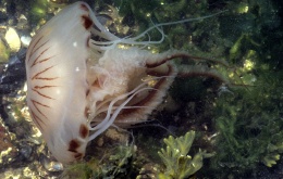 La méduse boussole ou méduse rayonnée (Chrysaora hysoscella) 