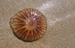 La méduse boussole ou méduse rayonnée (Chrysaora hysoscella) est présente de mai à novembre. Elle est facile à reconnaître : d’un diamètre de 10 à 30 cm, l’ombrelle de la méduse boussole présente 16 motifs bruns foncés en forme de V, se détachant sur un fond beige clair et évoquant une rose des vents.  