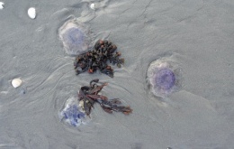 La cyanée bleue ou méduse chevelue (Cyanea lamarckii) apparaît dès le mois de mars et est présente jusqu’en août. 