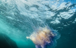 La cyanée bleue ou méduse chevelue (Cyanea lamarckii). Le contact avec les tentacules provoque une sensation de brûlure et une irritation comparables aux piqûres d’orties.  [Photo © Dan Bolt - http://www.underwaterpics.co.uk/]