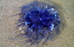 La cyanée bleue ou méduse chevelue (Cyanea lamarckii)