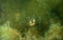 La méduse à croix brune (Gonionemus vertens).
