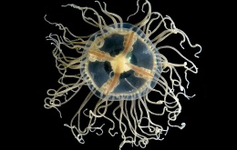 La méduse à croix brune (Gonionemus vertens). [Photo:© ILVO-Hans-Hillewaert]