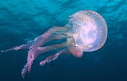 Pelagia noctiluca, piqueur mauve, ou parelkwal est une petite méduse de 10 cm de diamètre environ. Son ombelle luminescente est teintée de rose ou de mauve avec de petites taches brunes. 