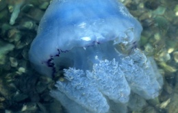 La méduse chou-fleur (Rhizostoma pulmo - syn Rhisostoma octopus) a une ombrelle en forme de boule et peut atteindre 1 mètre de diamètre.