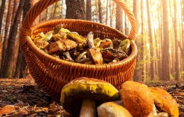 Om de paddenstoelen te verzamelen gebruikt u een recipiënt die luchtdoorlatend is, zoals bijvoorbeeld een rieten mand.
