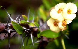 Euphorbia milii  - Epine Du Christ.