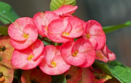 Euphorbia milii  - Epine Du Christ.