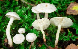 Clitocybe candicans.