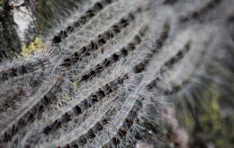 Les chenilles processionnaires vivent en groupe et font leur nids sur les troncs ou les branches les plus épaisses des chênes. Elles se déplacent en longues files vers leur nourriture, les feuilles de chêne, et sont capables de dévorer un arbre entier.