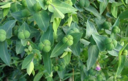 Euphorbia lathyris - Epurge