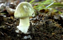 L'amanite phalloïde fait partie des champignons les plus toxiques au monde.