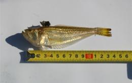 La petite vive mesure 10 à 18 cms de long.