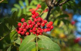 Les fruits contiennent du sorbitol et d’autres sucres, de la vitamine C et de l’acide parasorbique.