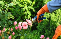 Les plantes épineuses peuvent entrainer de douloureuses blessures.