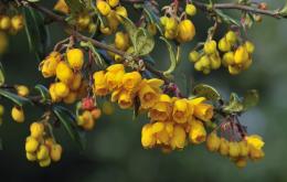 Berbéris (Berberis vulgaris).