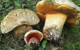 Satansboleet (Boletus satanas)