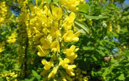 Toutes les parties du Laburnum anagyroides contiennent de la cytisine.