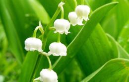 Les 5 à 13 fleurs sont réunies en une grappe unilatérale allongée, flanquée de deux feuilles à limbe ovale-lancéolé.