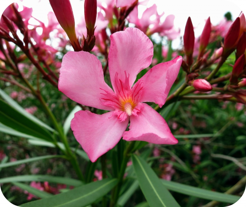 Laurier Rose Nerium Oleander Centre Antipoisons Belge