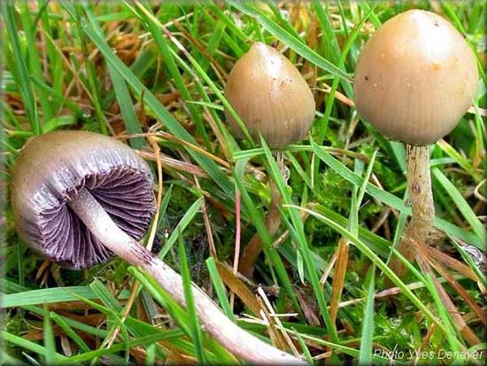 Psilocybine et champignons magiques